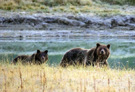 How mama bear saved woman and her dog from the wolf stalking them